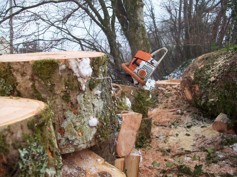 Large Logs with a chainsaw sticking out the top of the furthest one with trees in the background and sawdust on the floor.